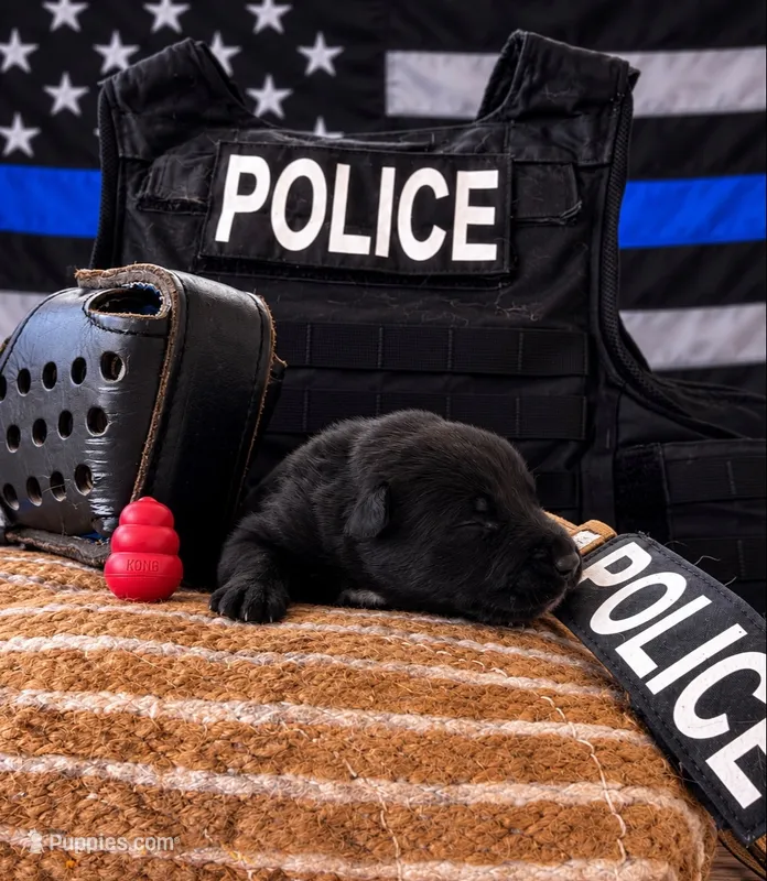 Voodoo – Belgian Malinois puppy for sale in Columbus, IN