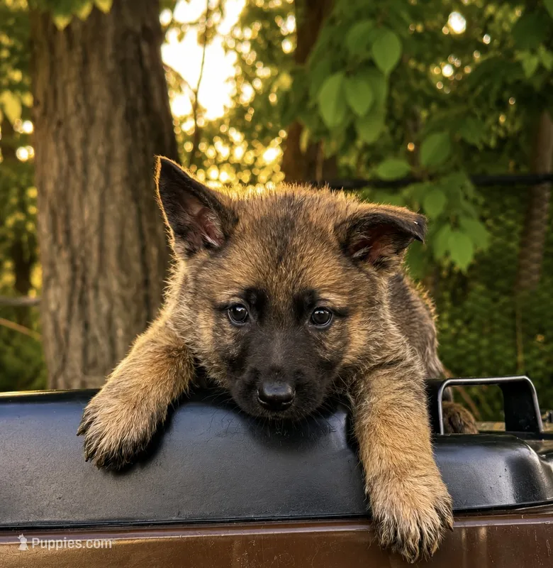 Tang (purple collar) – German Shepherd Dog puppy for sale in Columbus, IN