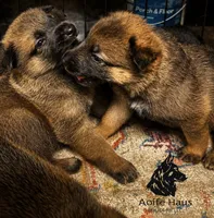 Top Gun, a female Belgian Malinois and Dutch Shepherd for sale in Columbus, IN – 4 of 9