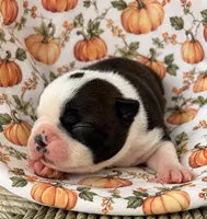 Sparks , a male Boston Terrier for sale in Columbus, IN – 2 of 10