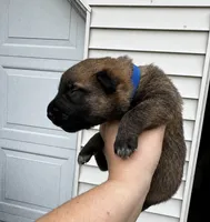 Rooster , a male Belgian Malinois and Dutch Shepherd for sale in Columbus, IN – 1 of 2