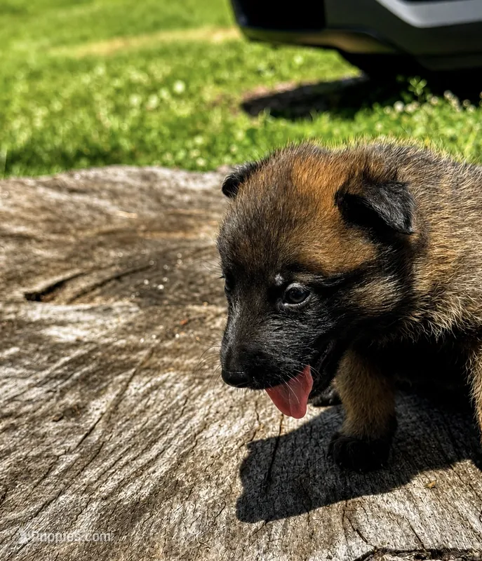 Goose  – Belgian Malinois, Dutch Shepherd puppy for sale in Columbus, IN