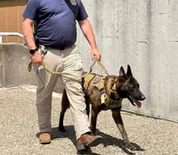 K9 FAFO X K9 Pepper , a  Belgian Malinois and Dutch Shepherd for sale in Columbus, IN – 6 of 6