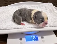 Jenni, a female Frenchton for sale in Columbus, IN – 1 of 10
