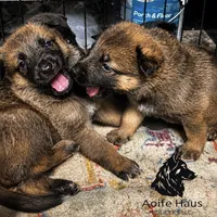 Top Gun, a female Belgian Malinois and Dutch Shepherd for sale in Columbus, IN – 2 of 9