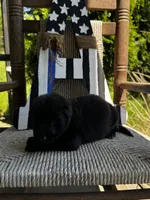 Minnow (teal collar), a female German Shepherd Dog for sale in Columbus, IN – 6 of 9
