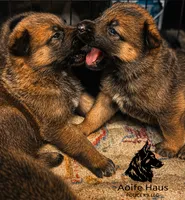 Top Gun, a female Belgian Malinois and Dutch Shepherd for sale in Columbus, IN – 7 of 9