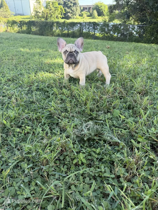 Nala – French Bulldog puppy for sale in Largo, FL