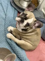Zara, a female French Bulldog for sale in Largo, FL – 2 of 2
