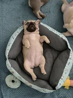 Nala, a female French Bulldog for sale in Largo, FL – 3 of 3