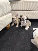 Zara, a female French Bulldog for sale in Largo, FL – 2 of 3