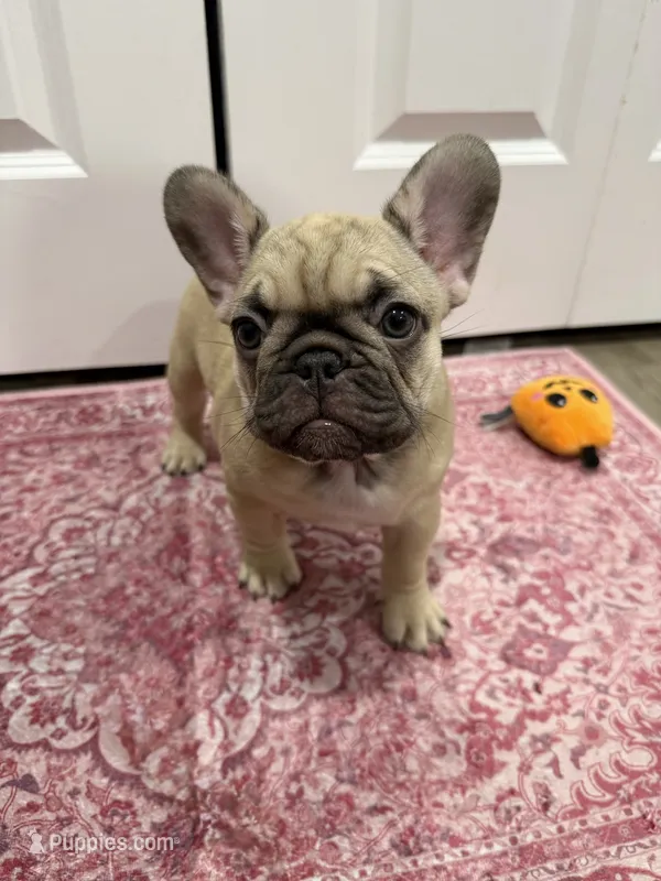 Nala – French Bulldog puppy for sale in Largo, FL