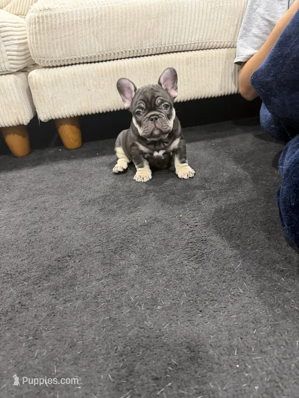 Haze – French Bulldog puppy for sale in Largo, FL