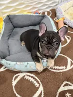 Haze, a male French Bulldog for sale in Largo, FL – 2 of 2