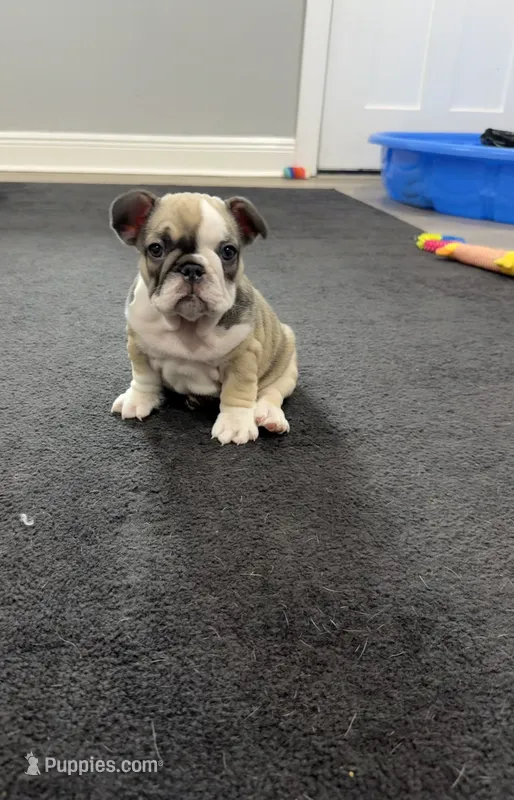 Zara – French Bulldog puppy for sale in Largo, FL