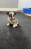Zara, a female French Bulldog for sale in Largo, FL – 1 of 3