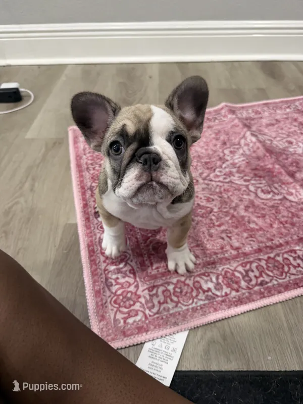 Zara – French Bulldog puppy for sale in Largo, FL