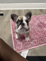 Zara, a female French Bulldog for sale in Largo, FL – 1 of 2