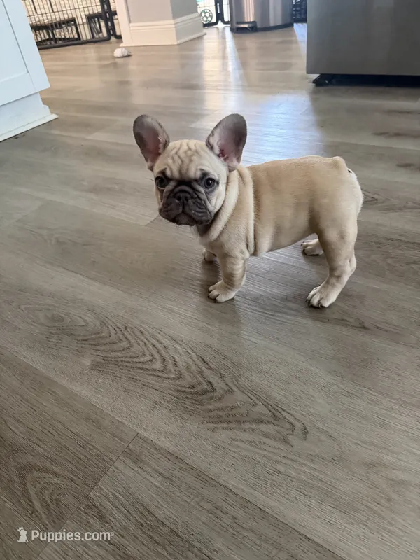 Nala – French Bulldog puppy for sale in Largo, FL