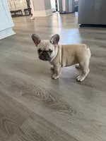 Nala, a female French Bulldog for sale in Largo, FL – 2 of 3