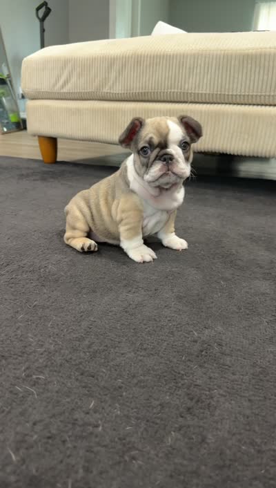 Zara, a female French Bulldog for sale in Largo, FL – 3 of 3