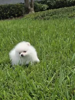 Miss Pear, 1lb! , a female Pomeranian for sale in Tampa, FL – 7 of 9