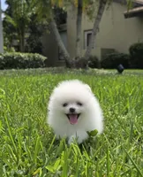 Miss Pear, 1lb! , a female Pomeranian for sale in Tampa, FL – 5 of 9