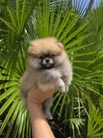 Miss Sunshine , a female Pomeranian for sale in Tampa, FL – 2 of 9