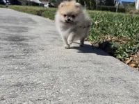 Teacup baby boy, a male Pomeranian for sale in Tampa, FL – Photo 6 of 8