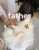 Teacup baby boy, a male Pomeranian for sale in Tampa, FL – Photo 8 of 8