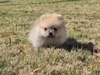 Teacup baby boy, a male Pomeranian for sale in Tampa, FL – Photo 3 of 8
