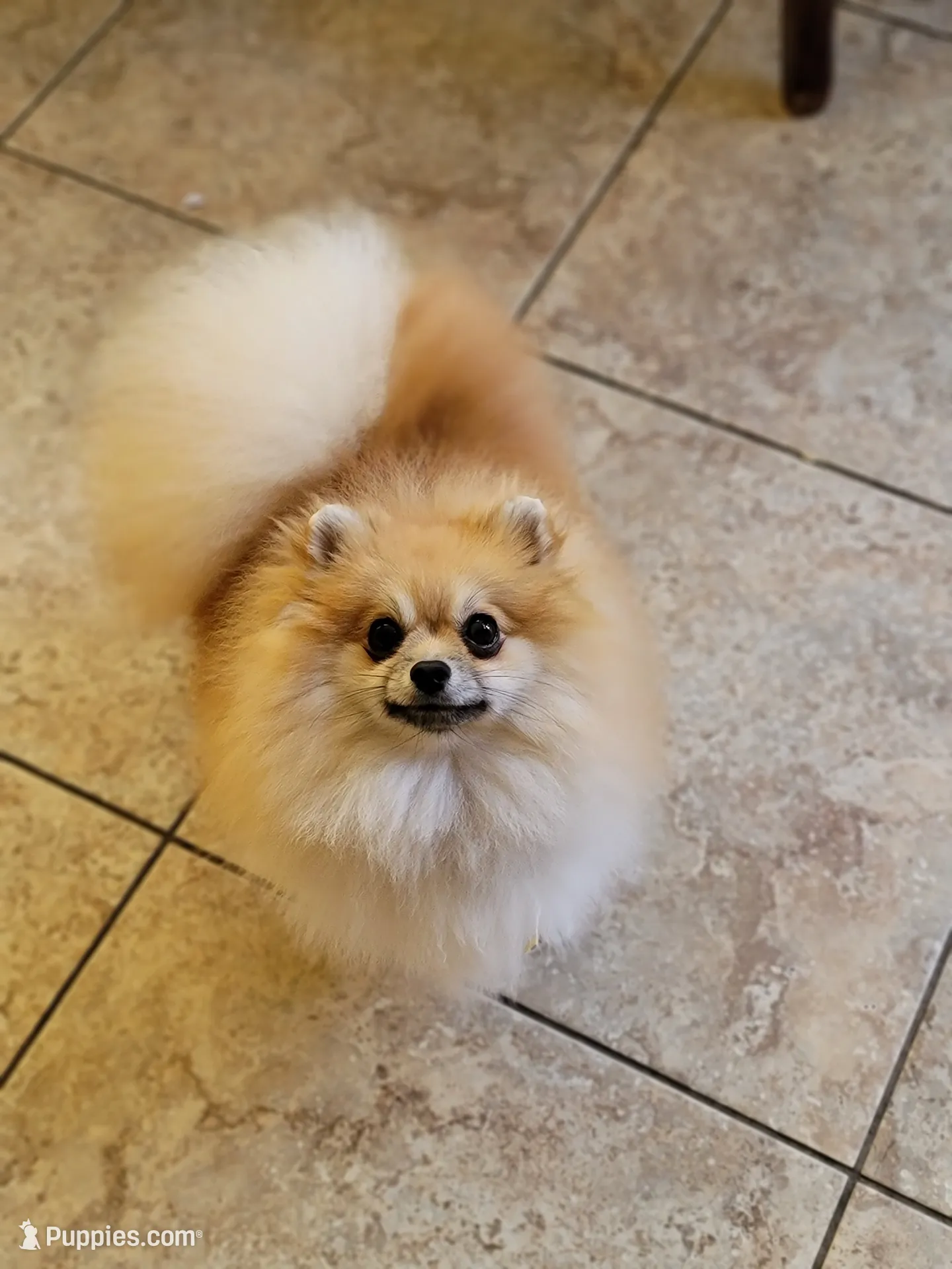 Teacup baby boy, a male Pomeranian for sale in Tampa, FL – Photo 7 of 8