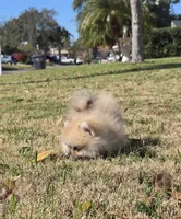 Teacup baby boy, a male Pomeranian for sale in Tampa, FL – Photo 4 of 8