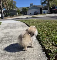 Teacup baby boy, a male Pomeranian for sale in Tampa, FL – Photo 2 of 8