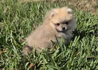 Teacup baby boy, a male Pomeranian for sale in Tampa, FL – Photo 5 of 8