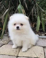 Mochi , a male Pomeranian for sale in Tampa, FL – 4 of 7