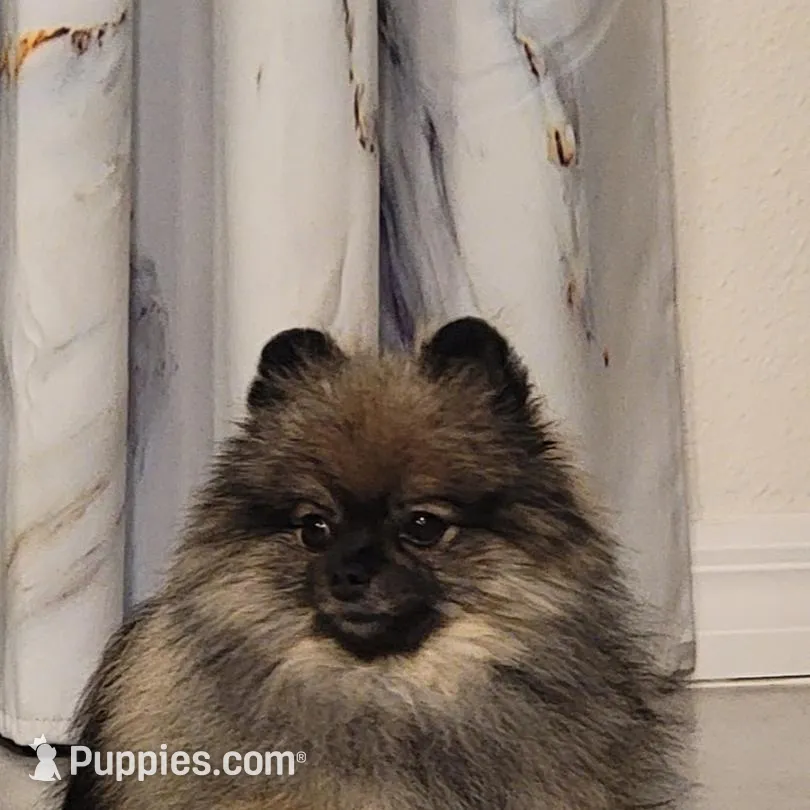 Riley , a male Pomeranian for sale in Tampa, FL – Photo 4 of 5