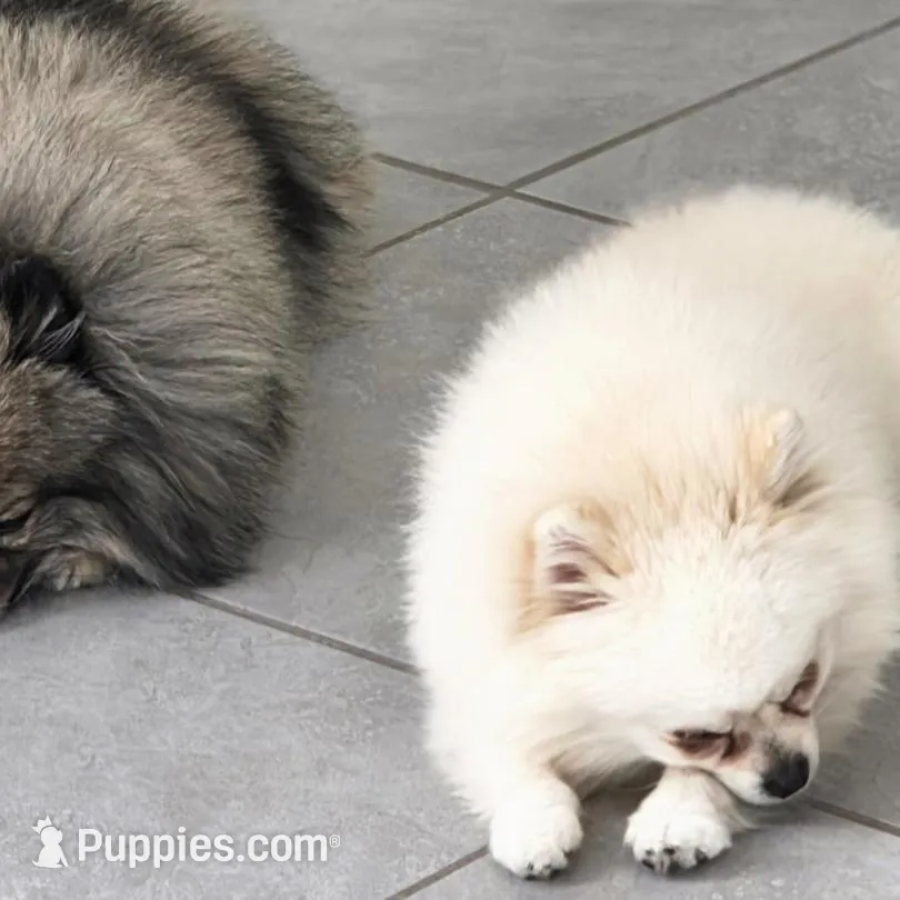 Riley , a male Pomeranian for sale in Tampa, FL – Photo 2 of 5