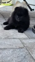 Riley , a male Pomeranian for sale in Tampa, FL – Photo 3 of 5