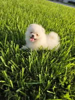 Biscotti, a male Pomeranian for sale in Tampa, FL – 7 of 9