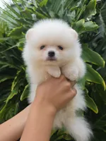 Mochi , a male Pomeranian for sale in Tampa, FL – 5 of 7