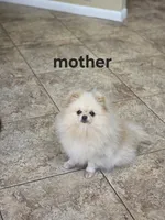 Miss Pear, 1lb! , a female Pomeranian for sale in Tampa, FL – 9 of 9