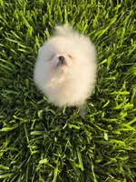 Biscotti, a male Pomeranian for sale in Tampa, FL – 4 of 9