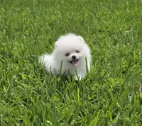 Miss Pear, 1lb! , a female Pomeranian for sale in Tampa, FL – 4 of 9