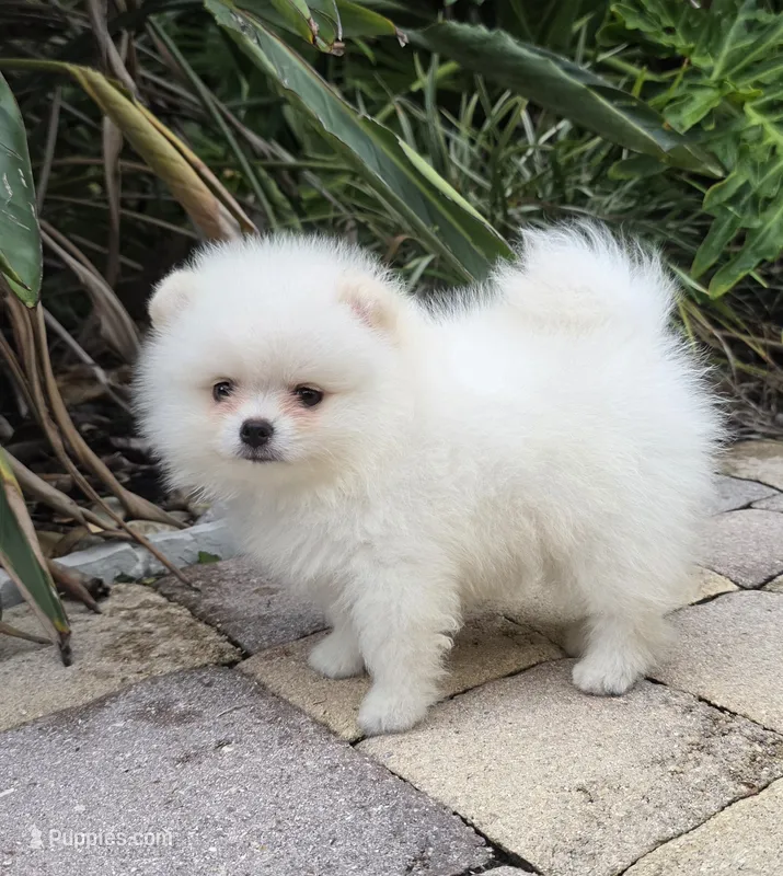 Mochi  – Pomeranian puppy for sale in Tampa, FL