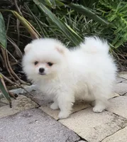 Mochi , a male Pomeranian for sale in Tampa, FL – 1 of 7