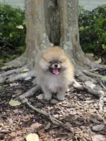 Miss Sunshine , a female Pomeranian for sale in Tampa, FL – 5 of 9