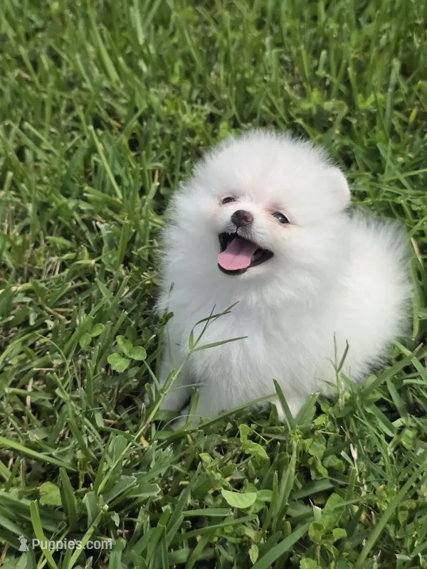 Miss Pear, 1lb!  – Pomeranian puppy for sale in Tampa, FL