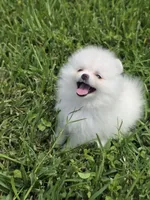 Miss Pear, 1lb! , a female Pomeranian for sale in Tampa, FL – 1 of 9