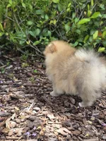 Miss Sunshine , a female Pomeranian for sale in Tampa, FL – 7 of 9